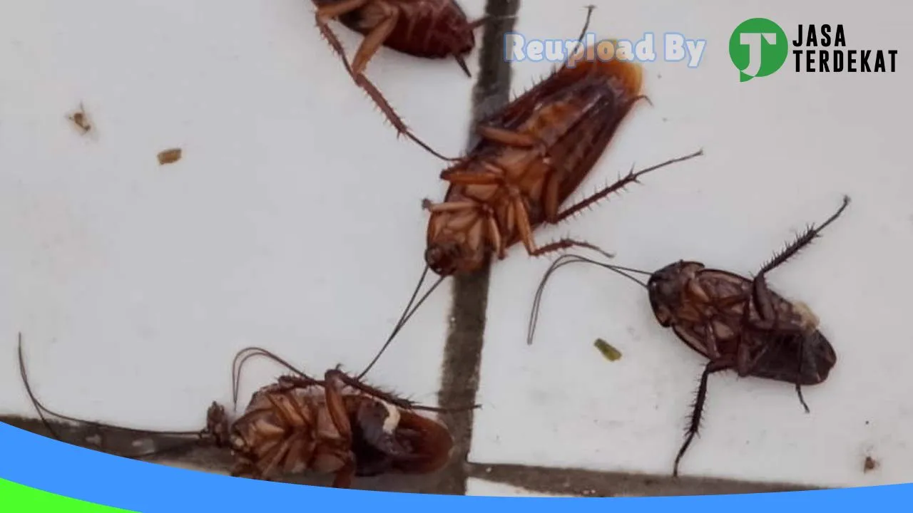 Gambar Jasa Anti Rayap di Bali – ETA SETIA ABADI di Karangasem, Bali ke 5