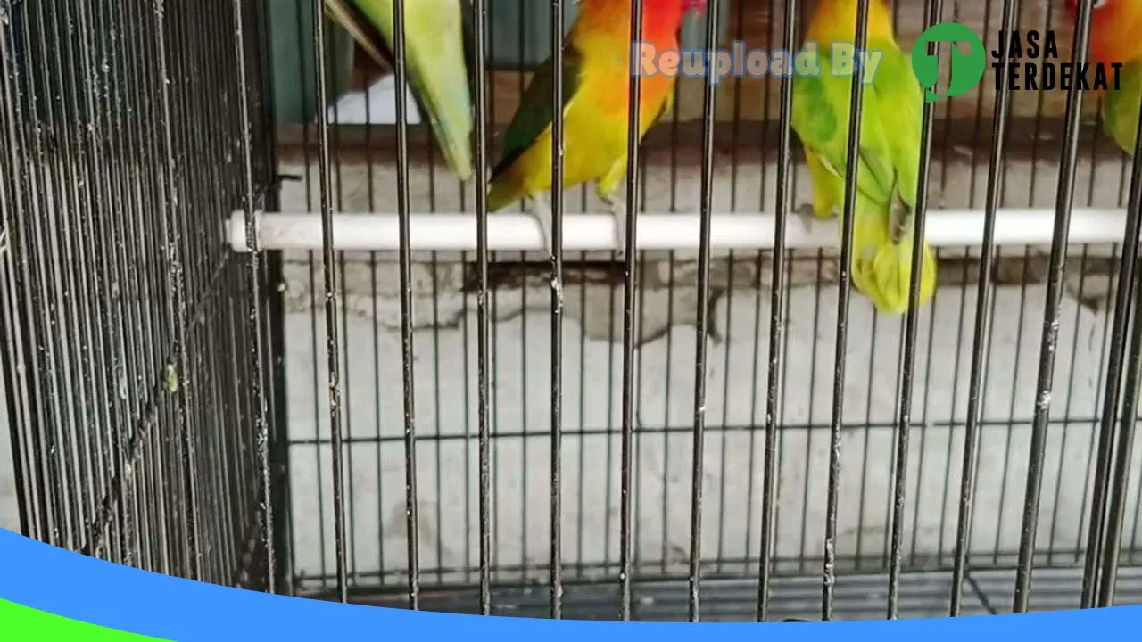Gambar DMR Bird & Pet Shop di Aceh Barat, Aceh ke 5