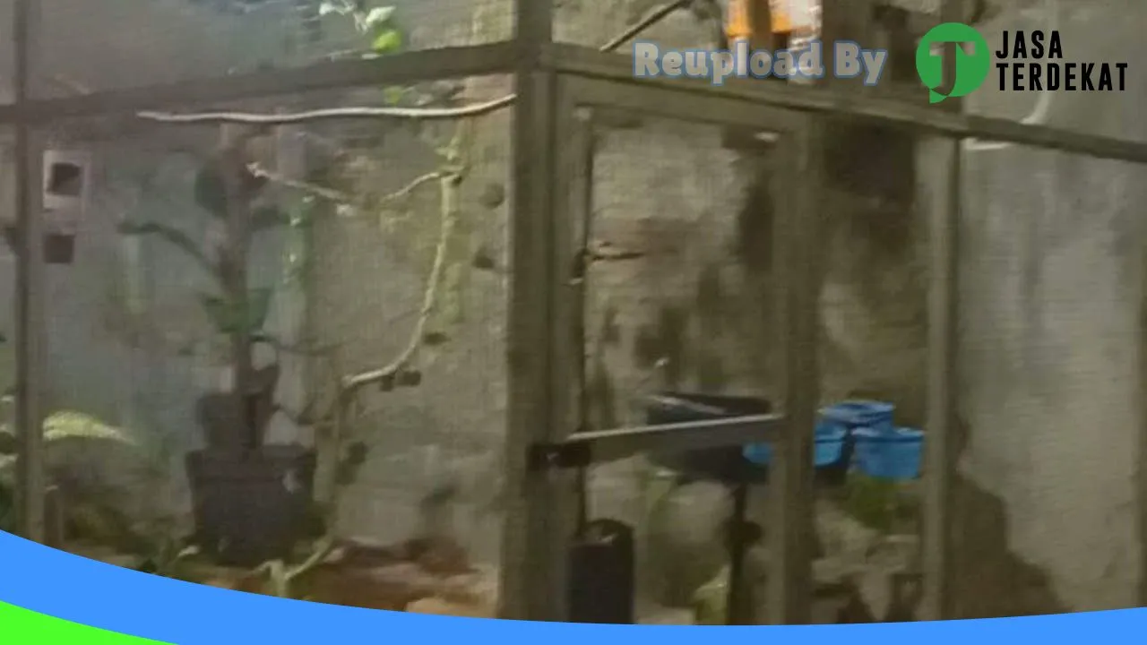 Gambar Nuha BF & Nuha Betta fish di Kepulauan Seribu, DKI Jakarta ke 1