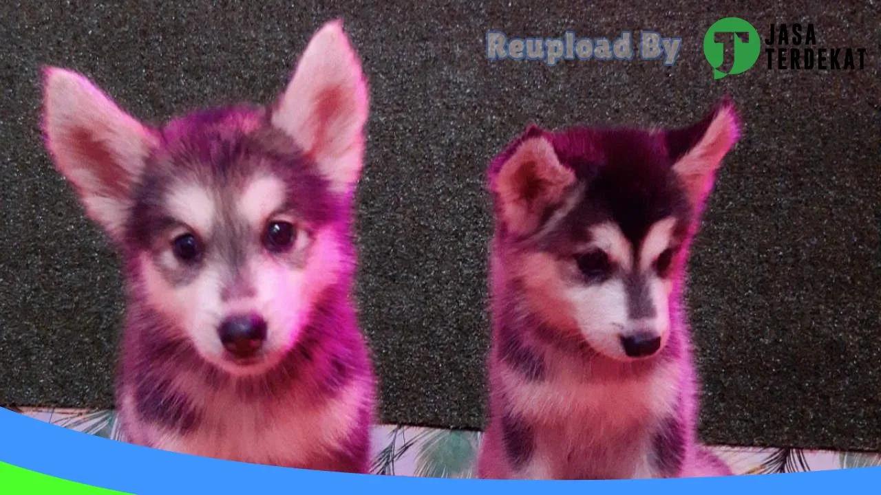 Gambar Orchid Petshop samarinda di Samarinda, Kalimantan Timur ke 3