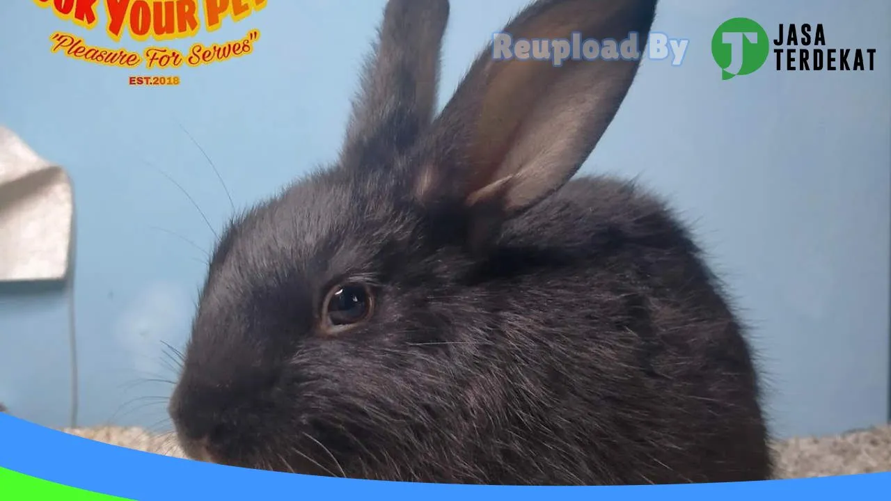 Gambar Took Your Pet’s (jual kelinci, hamster dan kucing gresik) di Gresik, Jawa Timur ke 3