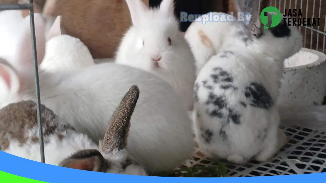 Gambar Kelinci Bener Meriah di Bener Meriah, Aceh ke 5