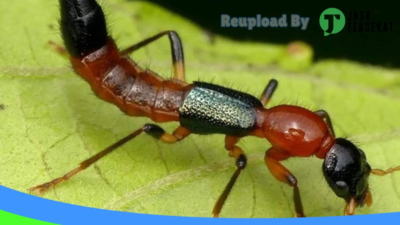 Gambar Insekta Pest Control Medan | Anti Rayap | Fumigasi di Deli Serdang, Sumatera Utara ke 5