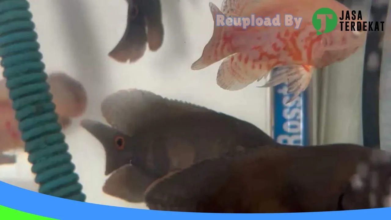 Gambar RUMAH IKAN HIAS PRABUMULIH di Prabumulih, Sumatera Selatan ke 1