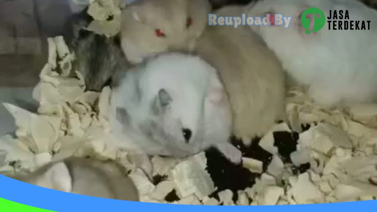 Gambar Dianmalia Pet Shop di Paser, Kalimantan Timur ke 1
