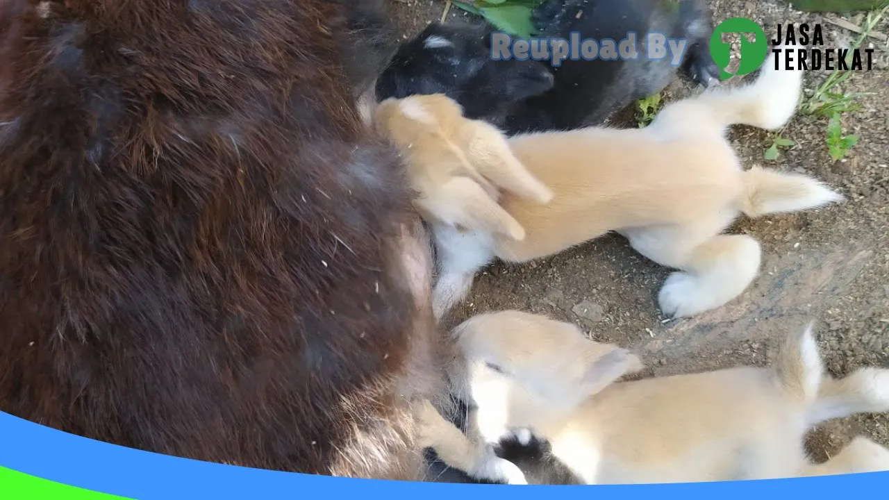 Gambar Rumah kelinci di Bantaeng, Sulawesi Selatan ke 3