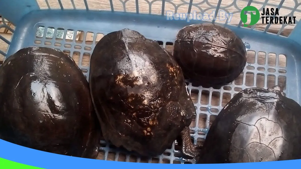 Gambar Ifull Farm Guppy,Betta &Turtle di Tapin, Kalimantan Selatan ke 4