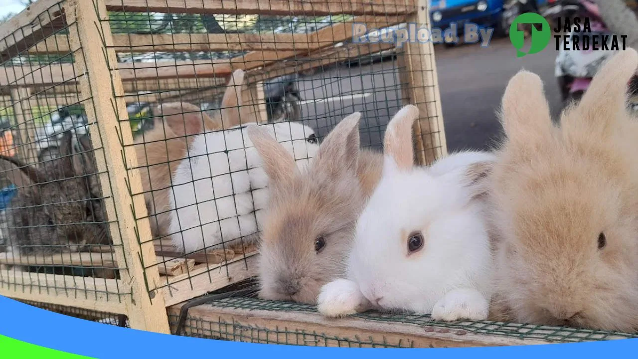 Gambar Jual Kelinci Pringsewu Lampung di Pringsewu, Lampung ke 3