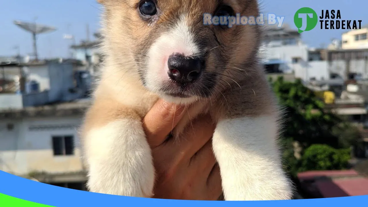 Gambar TonsKennel Medan Petshop di Medan, Sumatera Utara ke 3