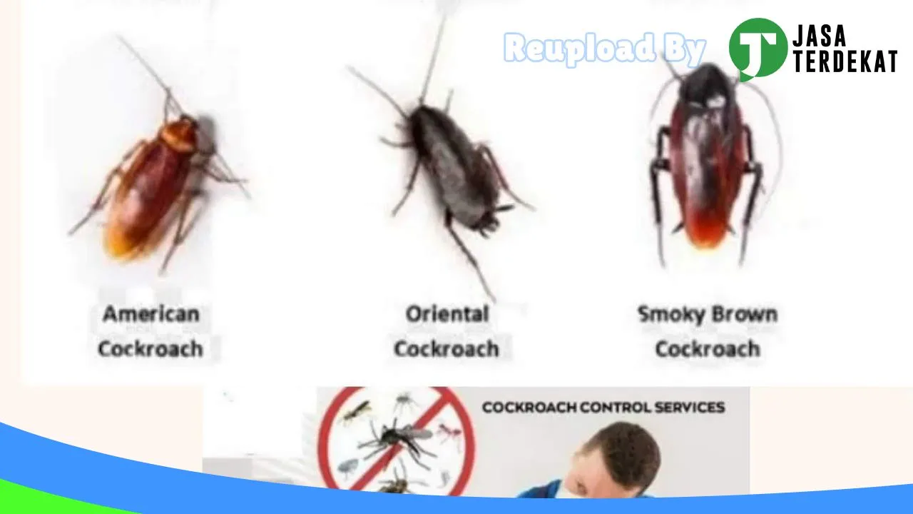Gambar Pest control bali di Karangasem, Bali ke 4