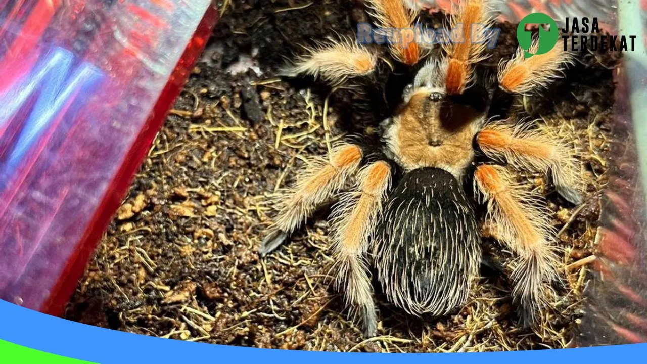 Gambar K28 PetShop di Kota Tasikmalaya, Jawa Barat ke 2