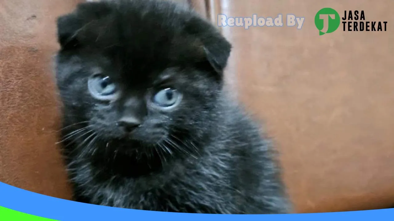 Gambar DEWI PET SHOP MEDAN di Medan, Sumatera Utara ke 5