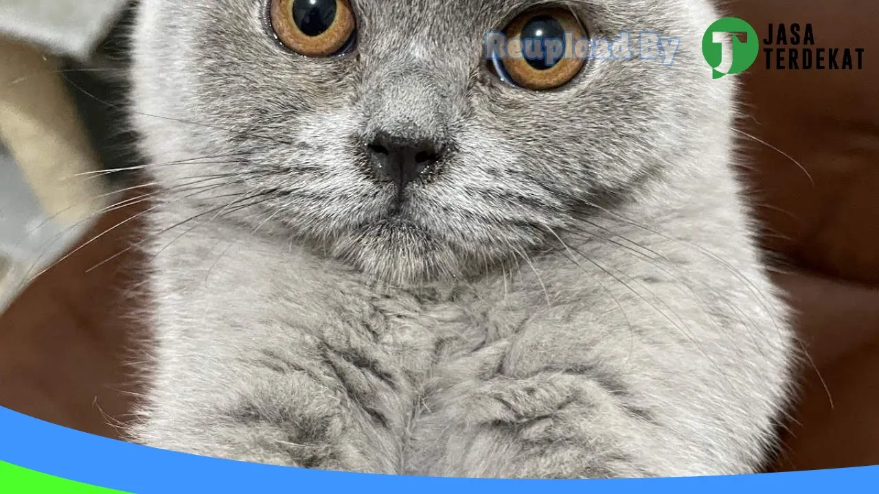 Gambar Fun Pet Shop di Rejang Lebong, Bengkulu ke 3