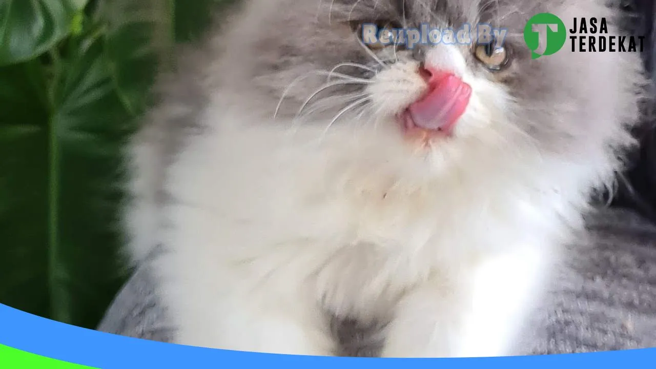 Gambar Kitty House Petshop di Lombok Barat, Nusa Tenggara Barat ke 4