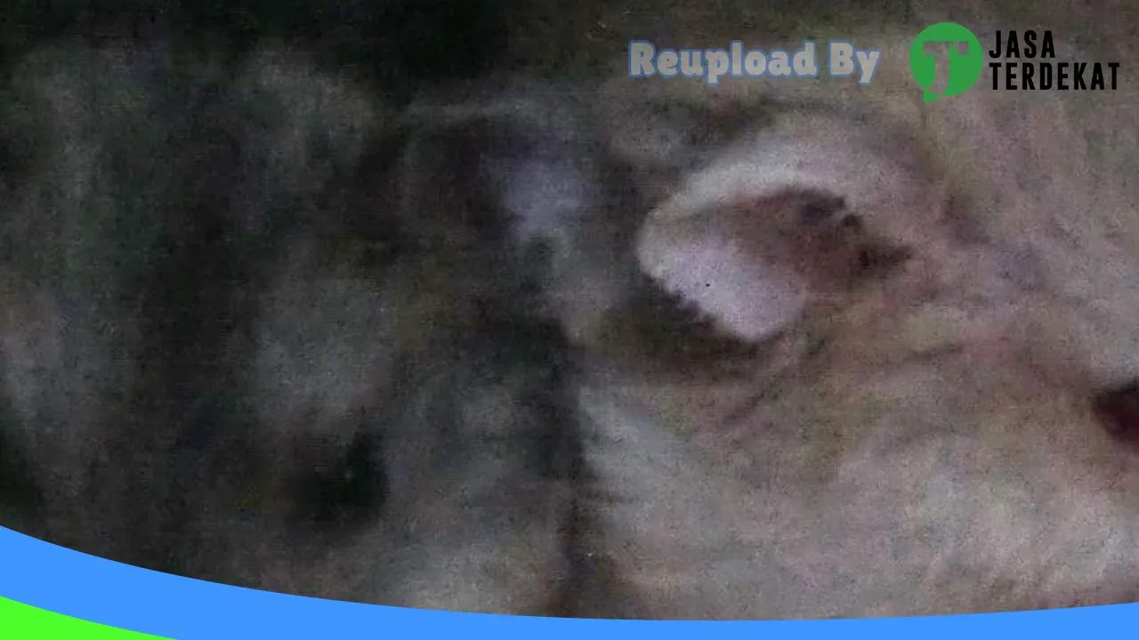 Gambar Q n A Hamster Petshop di Seluma, Bengkulu ke 5