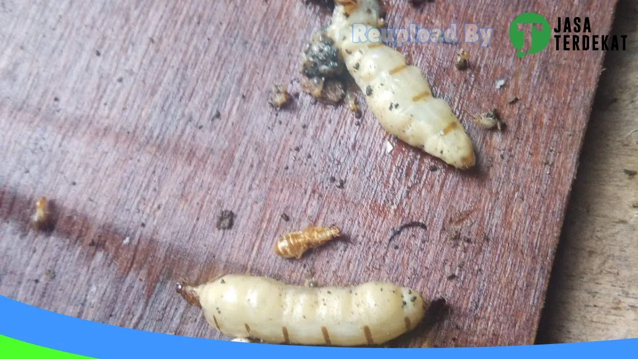 Gambar jasa anti rayap di Bintan, Kepulauan Riau ke 4