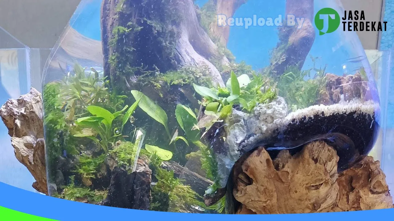 Gambar AQUARIUM AQUASCAPE DESIGN IMAGINATION(ADI) di Buton, Sulawesi Tenggara ke 3