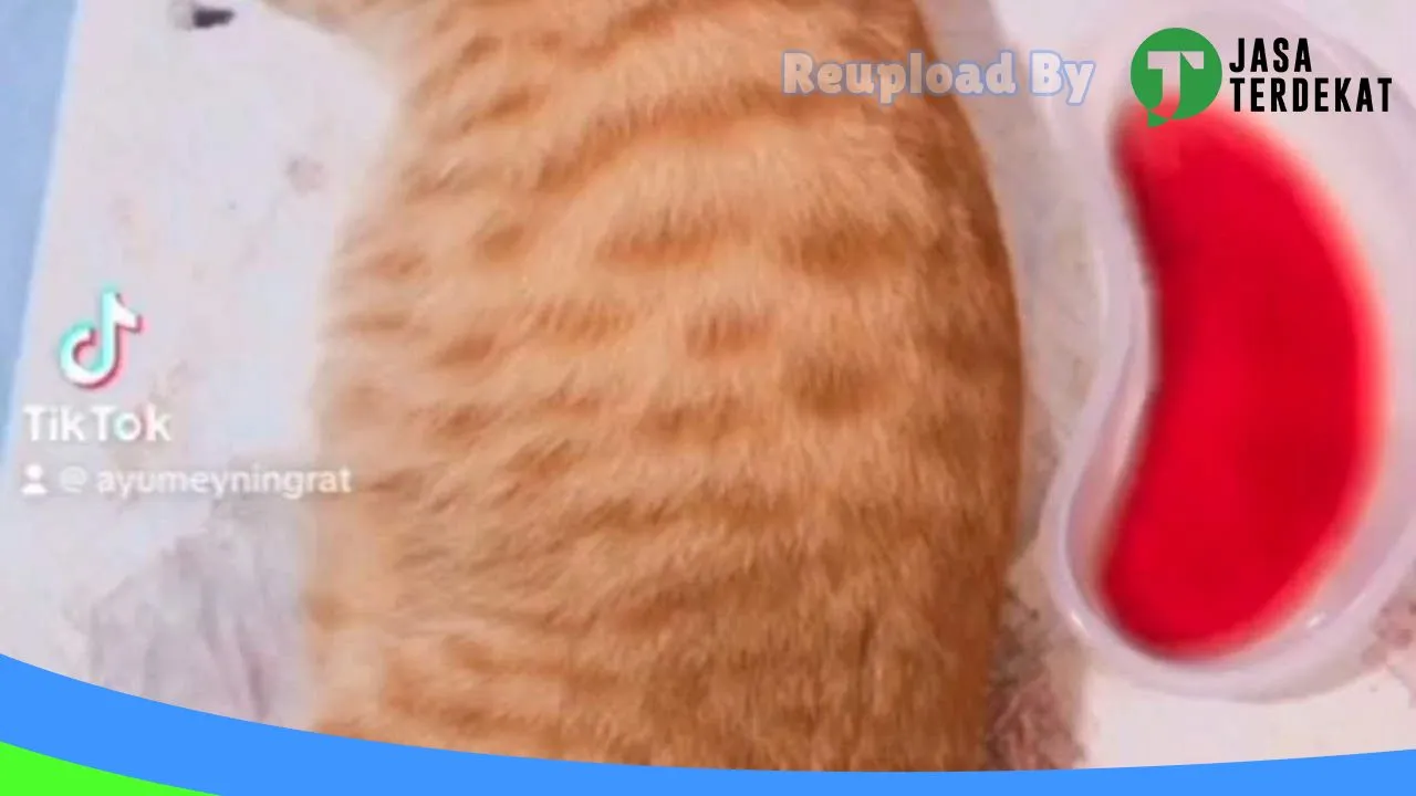 Gambar PinkVet – Praktik Dokter Hewan & Petshop di Kota Bima, Nusa Tenggara Barat ke 3