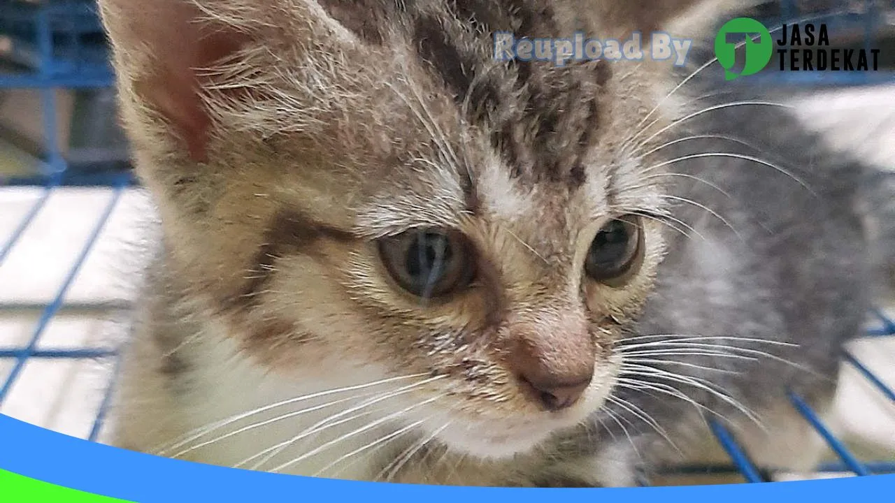 Gambar PETHOUSE (Pet Shop, Pet Grooming, Pet Hotel) di Bantul, DI Yogyakarta ke 2