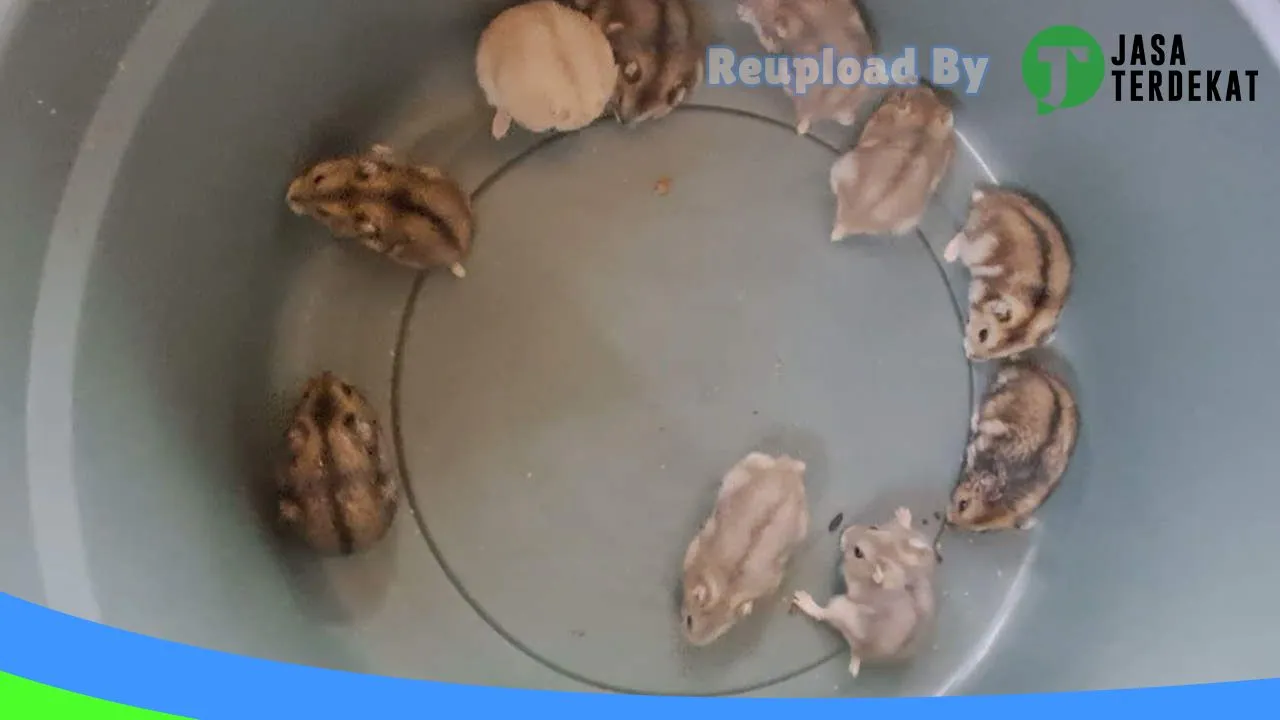 Gambar WANARA HAMSTER di Pacitan, Jawa Timur ke 1