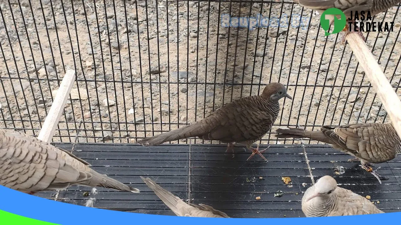Gambar Kios burung nurrohman labib di Paser, Kalimantan Timur ke 5
