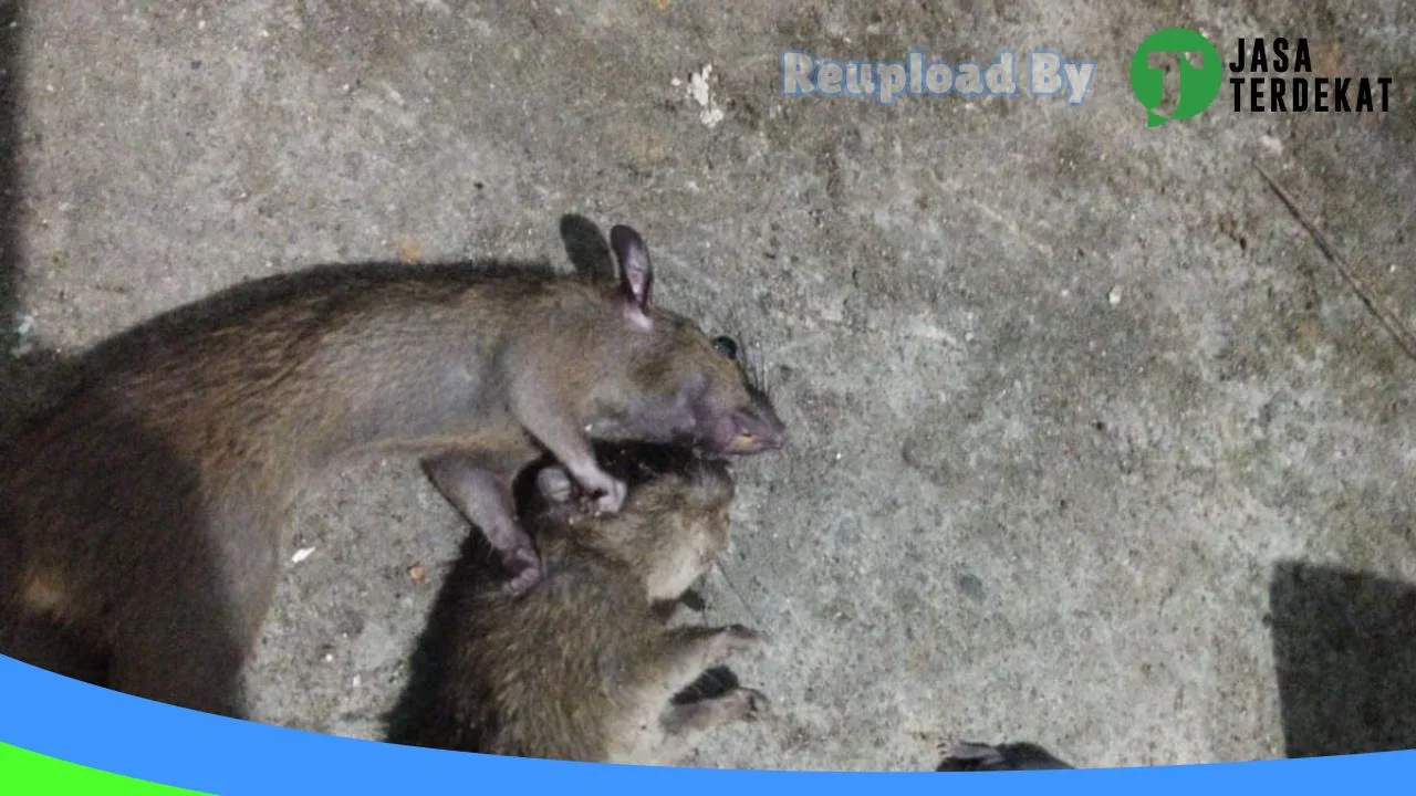 Gambar CV REGAS PEST CONTROL BANYUWANGI ( jasa pest control & anti rayap) di Banyuwangi, Jawa Timur ke 5