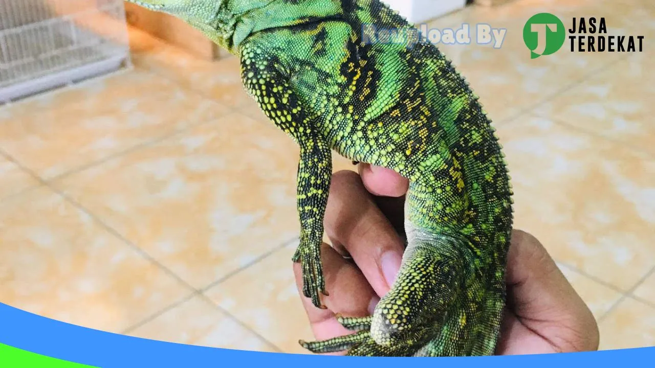 Gambar Kamerejet Petshop (Kisbung Mini Reptile Zoo) di Katingan, Kalimantan Tengah ke 3