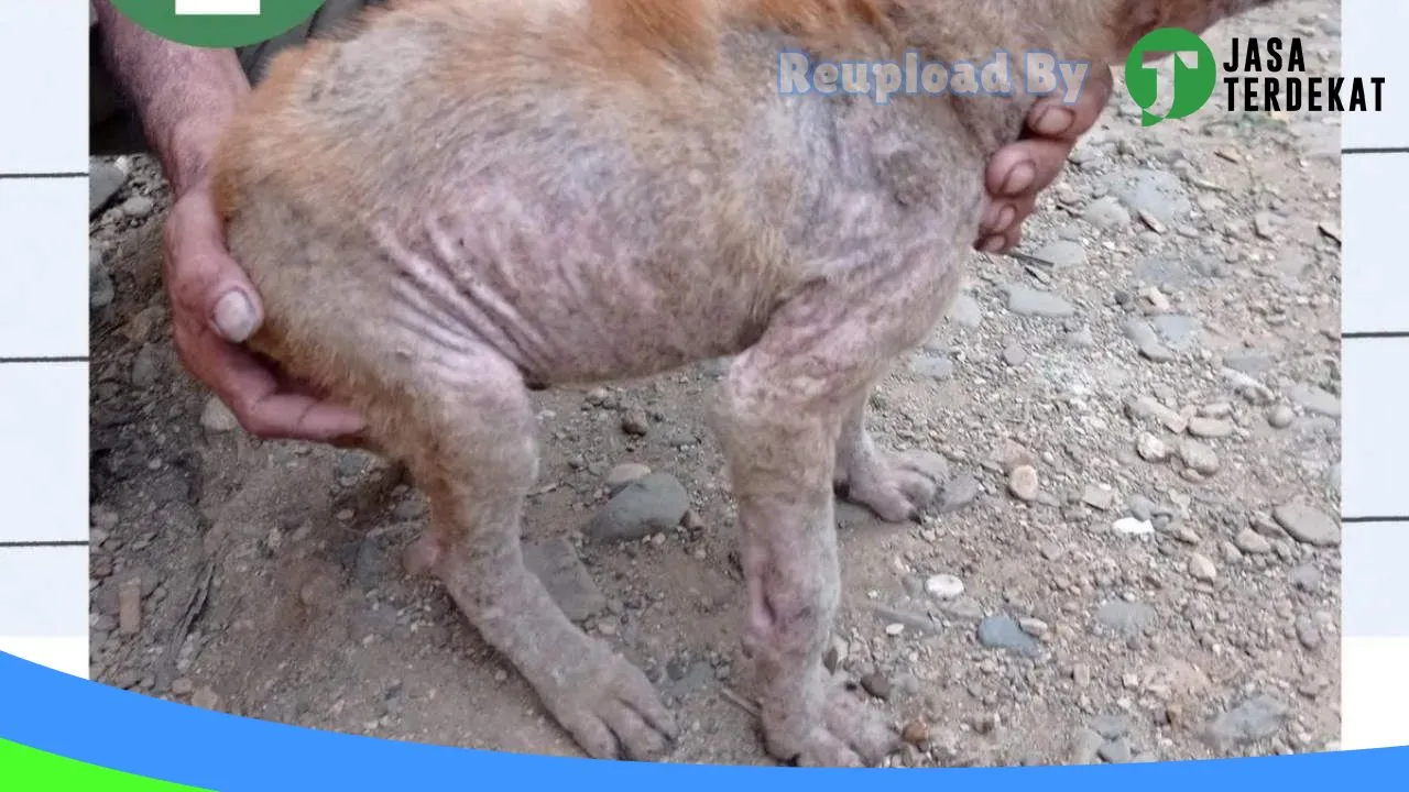 Gambar Praktik Dokter Hewan Labuan Bajo dan Petshop di Manggarai, Nusa Tenggara Timur ke 4