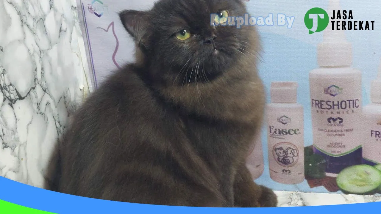 Gambar Mugen asolole petshop & groomer hewan di Hulu Sungai Tengah, Kalimantan Selatan ke 2