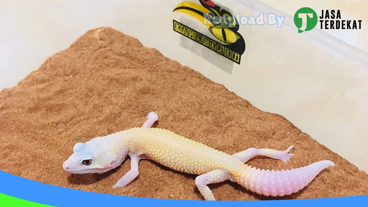 Gambar Kamerejet Petshop (Kisbung Mini Reptile Zoo) di Katingan, Kalimantan Tengah ke 4