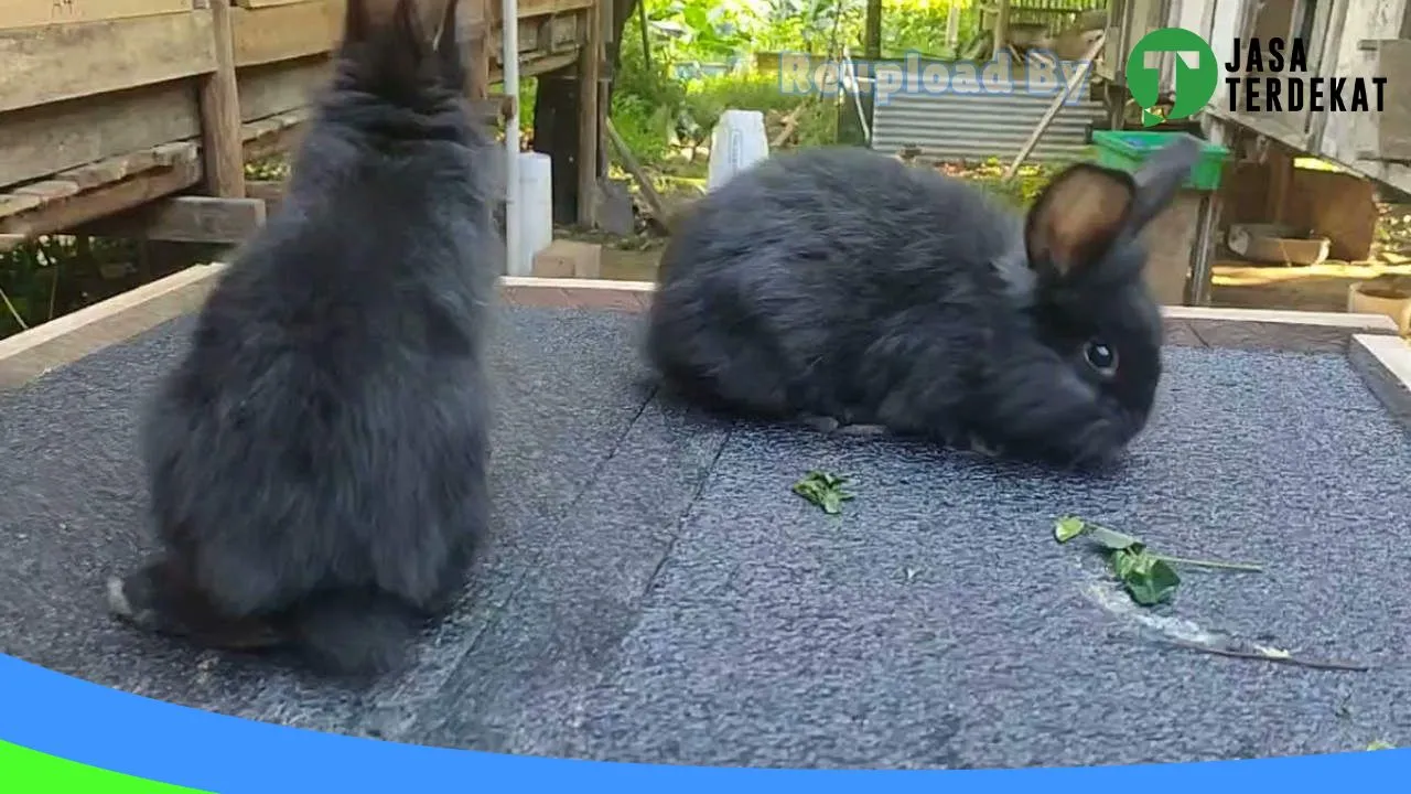 Gambar ASEKAWAN RABBIT FARM di Bintan, Kepulauan Riau ke 1