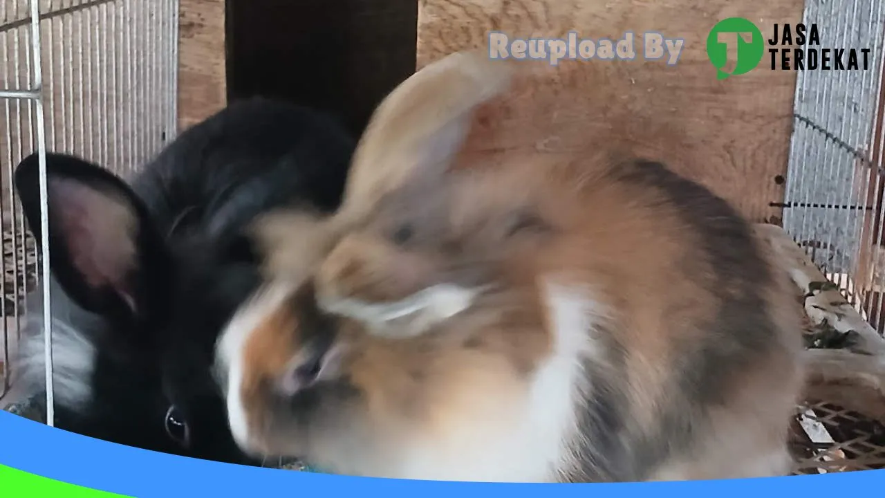 Gambar Kelinci Bener Meriah di Bener Meriah, Aceh ke 3