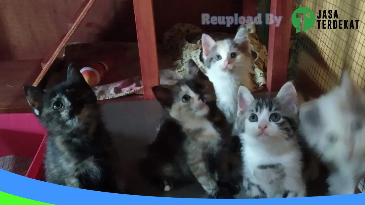 Gambar Kiyomi Petshop di Luwu Timur, Sulawesi Selatan ke 2