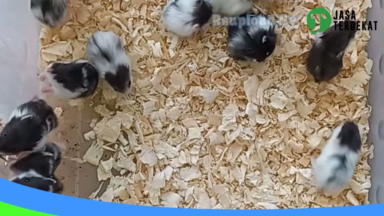 Gambar HAMSTER PLG di Palembang, Sumatera Selatan ke 3