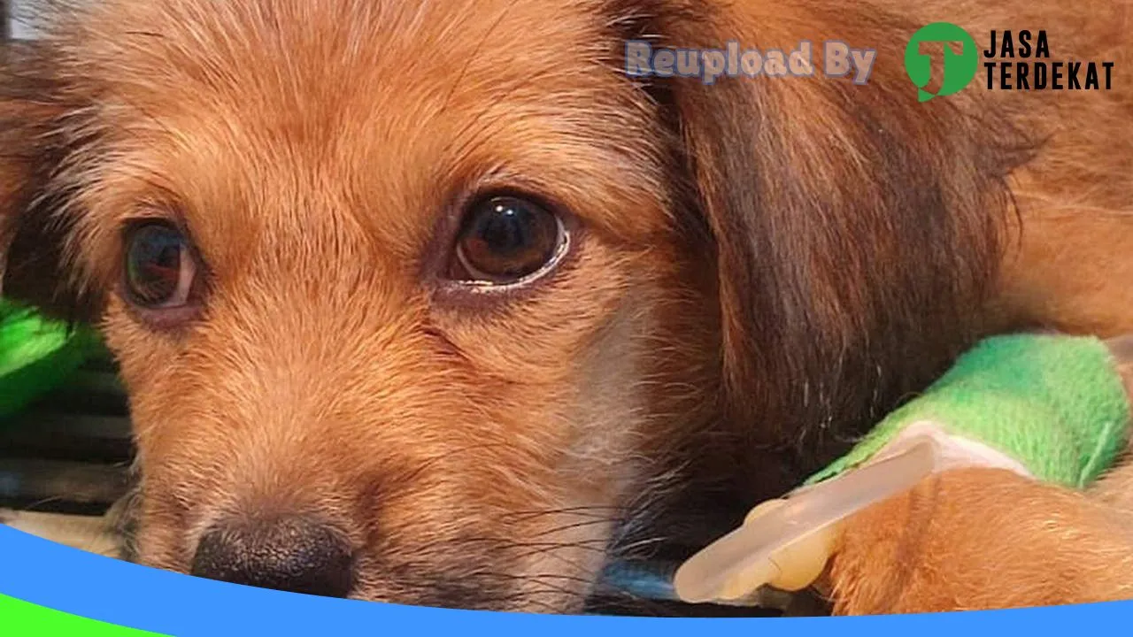 Gambar Paw Med Praktek Dokter Hewan dan Pet Shop di Bantul, DI Yogyakarta ke 2