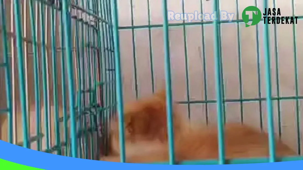 Gambar YY petshop transito drh zahro di Sragen, Jawa Tengah ke 1