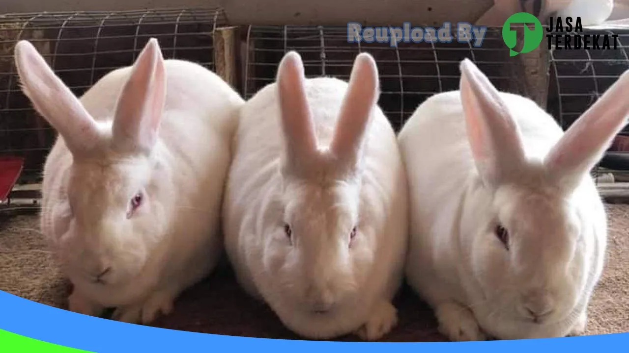 Gambar Rabbit Bonebolango di Bone Bolango, Gorontalo ke 2