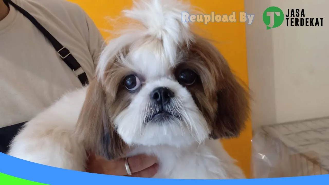 Gambar The Little Friend – Pet Shop Grooming Jakarta Barat di Kepulauan Seribu, DKI Jakarta ke 1