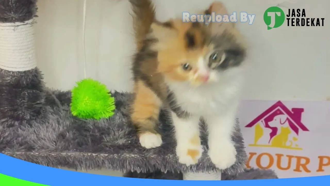 Gambar Took Your Pet’s (jual kelinci, hamster dan kucing gresik) di Gresik, Jawa Timur ke 1