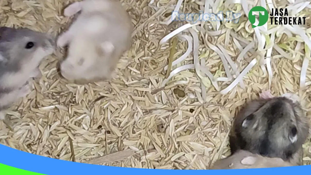 Gambar gallery hamster ngawi di Ngawi, Jawa Timur ke 1