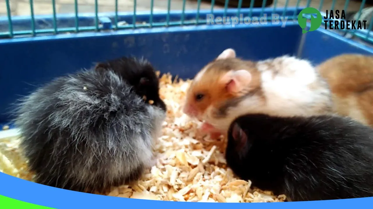 Gambar Rumah Hamster di Jakarta Pusat, DKI Jakarta ke 1