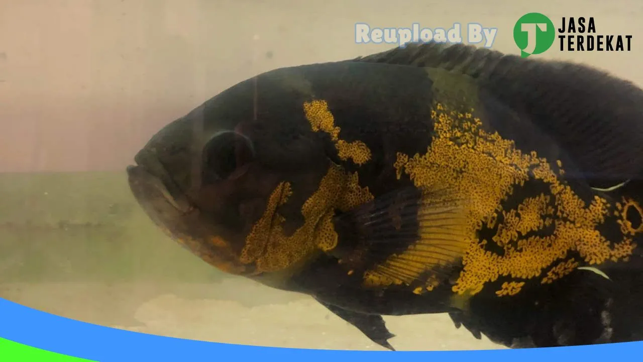 Gambar Samudera Aquatic & Pet Shop di Pacitan, Jawa Timur ke 1