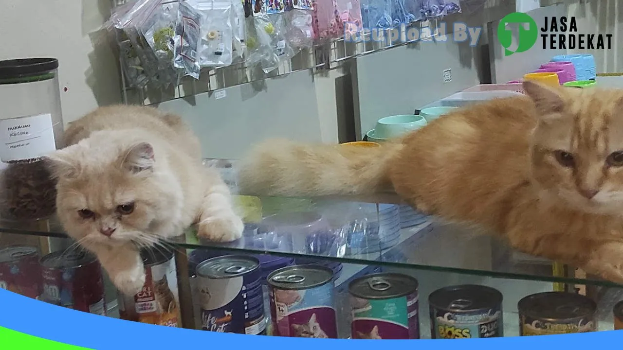 Gambar CALICO5 PET SHOP TANJUNGPINANG di Tanjung Pinang, Kepulauan Riau ke 3