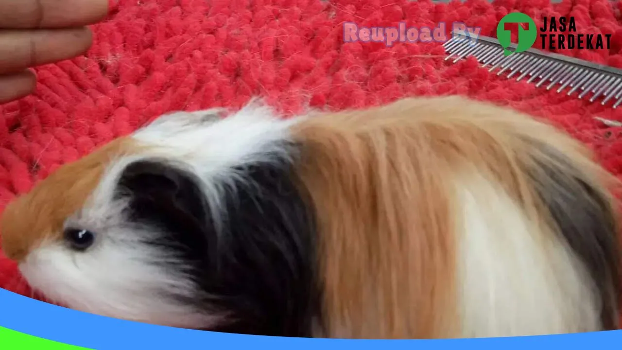 Gambar Rabbit Bonebolango di Bone Bolango, Gorontalo ke 4