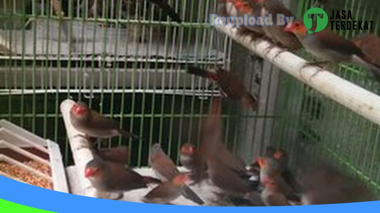 Gambar jual burung dan pakan burung bg Riky di Gayo Lues, Aceh ke 3