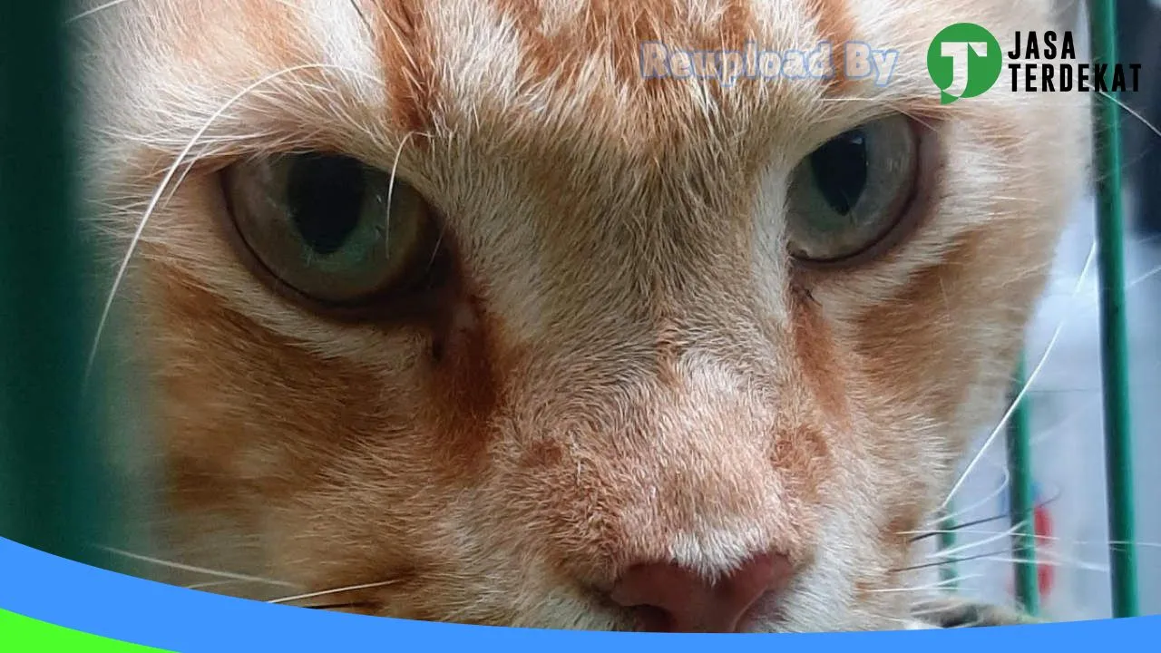 Gambar Diba Catshop di Muaro Jambi, Jambi ke 1