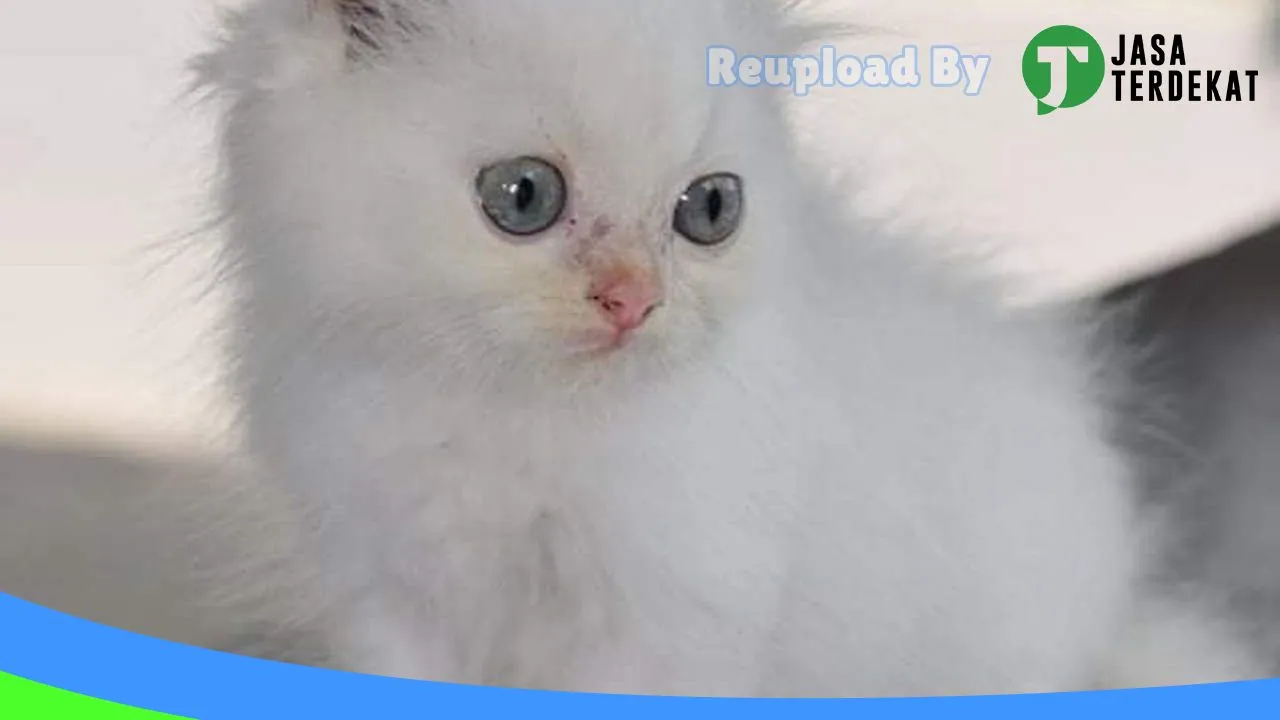 Gambar Muezza cw petshop di Lombok Tengah, Nusa Tenggara Barat ke 3