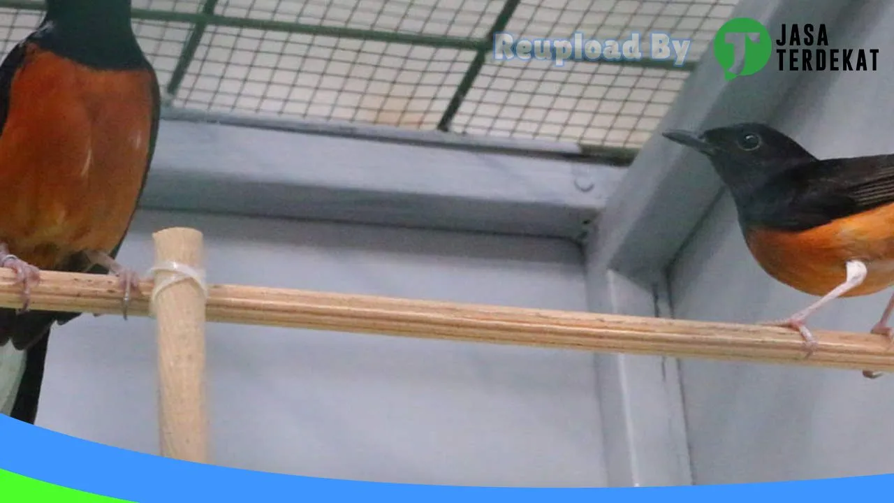 Gambar jual burung dan pakan burung bg Riky di Gayo Lues, Aceh ke 4