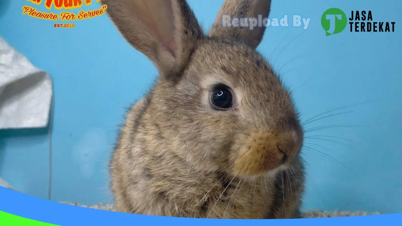 Gambar Took Your Pet’s (jual kelinci, hamster dan kucing gresik) di Gresik, Jawa Timur ke 2