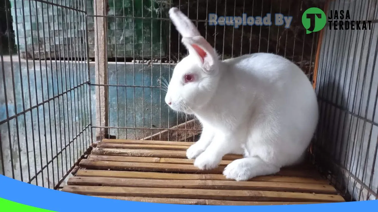 Gambar KELINCIKU PACITAN di Pacitan, Jawa Timur ke 2